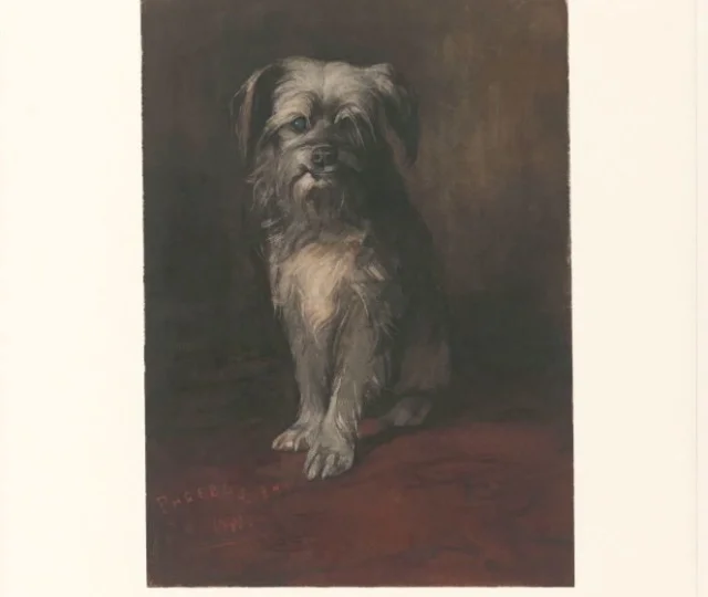 Portrait of the Dog Phoebus